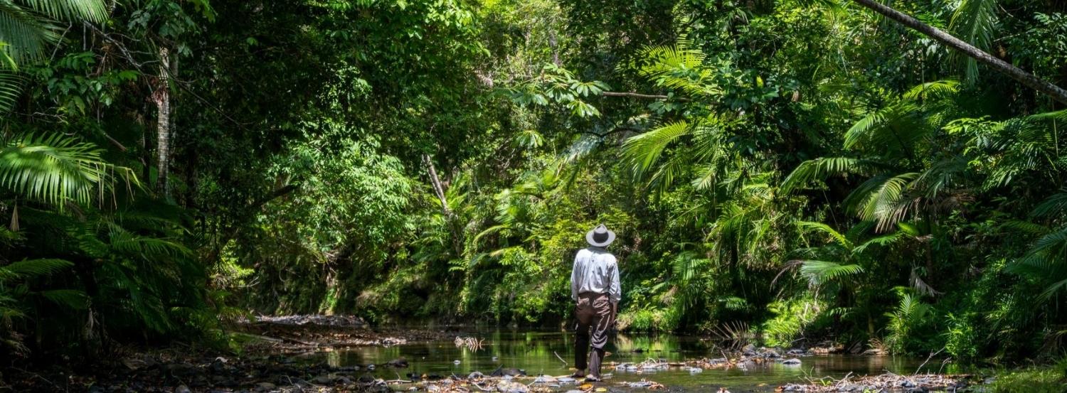 Together, We've Raised Over 700k To Protect The Daintree